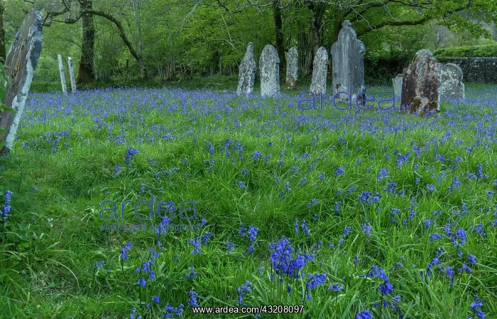 : Mass of Bluebells in rural churchyard: St. Pauli : Mass of Bluebells in rural churchyard: St. Pauli