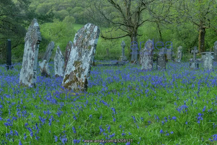 : Mass of Bluebells in rural churchyard: St. Pauli : Mass of Bluebells in rural churchyard: St. Pauli