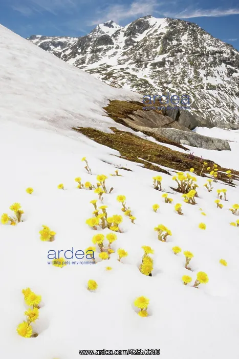 : Mass of Coltsfoot - coming up through fresh snow : Mass of Coltsfoot - coming up through fresh snow