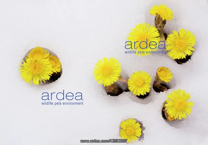 : Mass of Coltsfoot - coming up through fresh snow : Mass of Coltsfoot - coming up through fresh snow