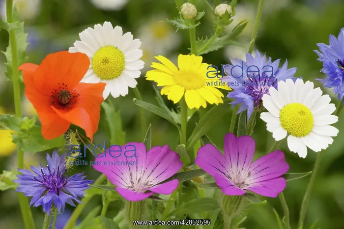 : Mass of cornfield weeds: Corn cockle, corn marigolds : Mass of cornfield weeds: Corn cockle, corn marigolds