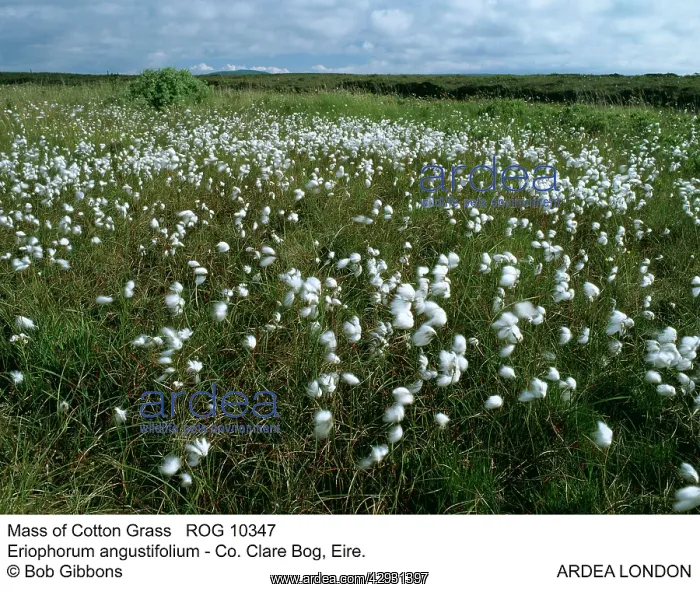 : Mass of Cotton Grass : Mass of Cotton Grass