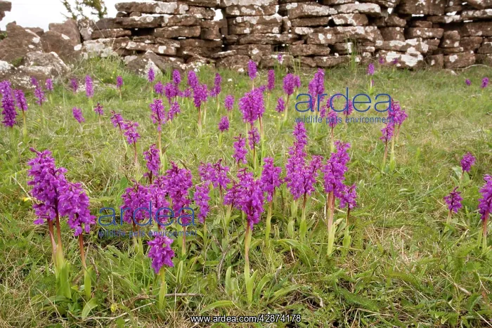  : Mass of early purple orchids - in old limestone