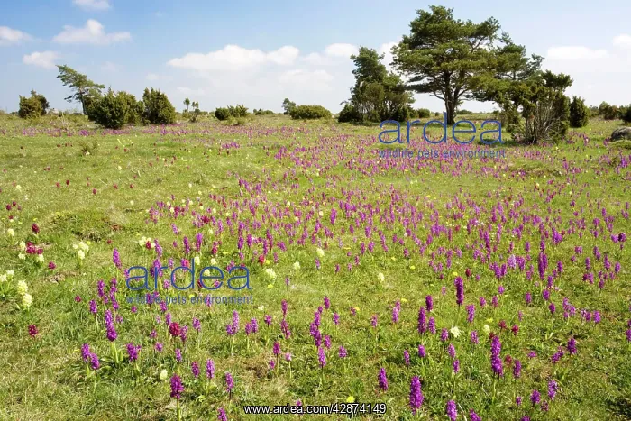 : Mass of early purple orchids (Orchis mascula) and : Mass of early purple orchids (Orchis mascula) and