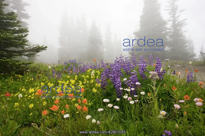 : Mass of flowers including broadleaf arnica, paintbrush : Mass of flowers including broadleaf arnica, paintbrush