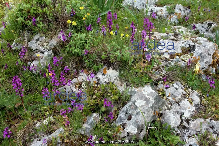 : Mass of Four-spotted Orchids : Mass of Four-spotted Orchids