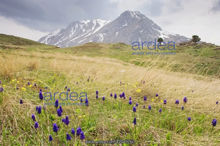: Mass of Grape Hyacinths - on mount Calbali : Mass of Grape Hyacinths - on mount Calbali