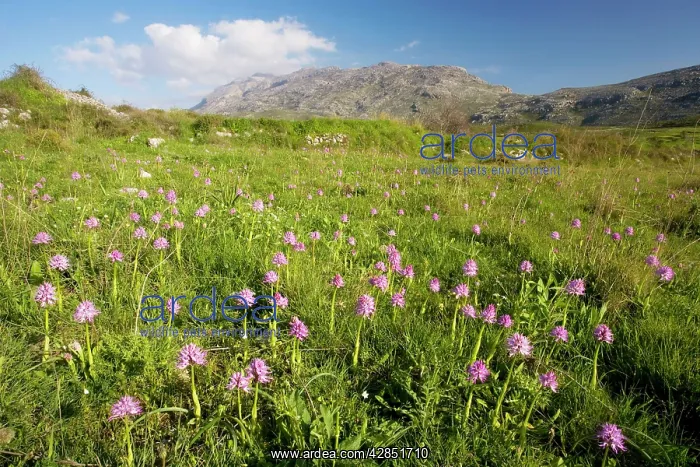 : Mass of Italian Orchids : Mass of Italian Orchids