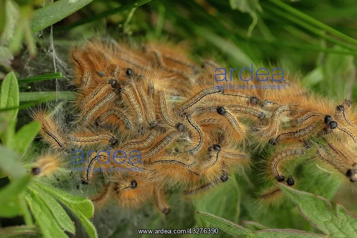 : Mass of lackey moth, Malacosoma neustria, caterpillars : Mass of lackey moth, Malacosoma neustria, caterpillars