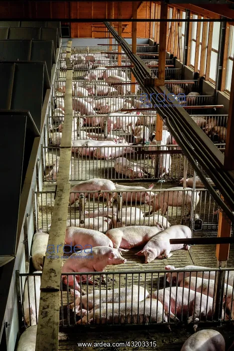 : Mass livestock farming, pigs on slatted floors : Mass livestock farming, pigs on slatted floors