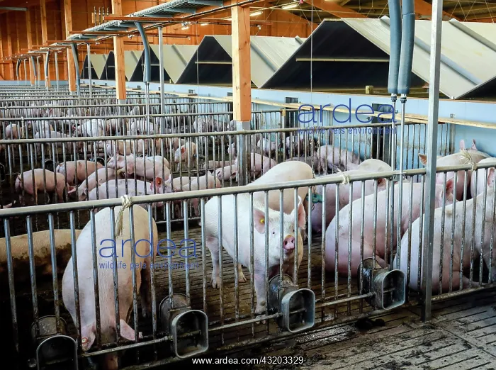 : Mass livestock farming, pigs on slatted floors