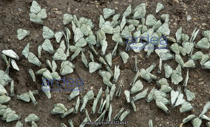 : Mass of mud-puddling Black-veined whites on damp patch : Mass of mud-puddling Black-veined whites on damp patch