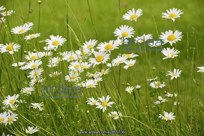 : Mass of Ox-eye Daisies - in a hay meadow : Mass of Ox-eye Daisies - in a hay meadow