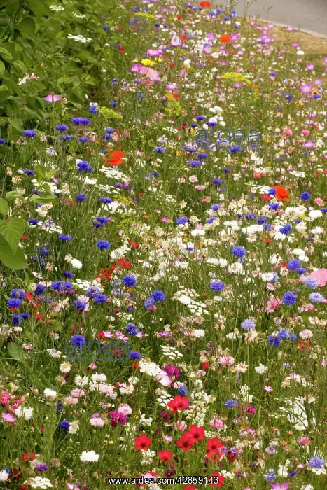 : Mass of planted annuals, including cornflowers : Mass of planted annuals, including cornflowers