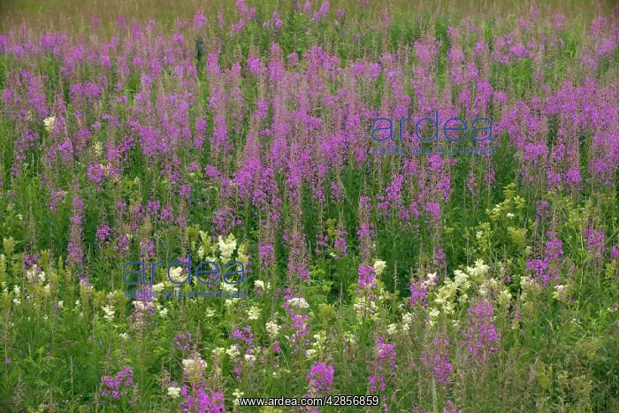 : Mass of rose-bay willow-herb - in flower, in old : Mass of rose-bay willow-herb - in flower, in old