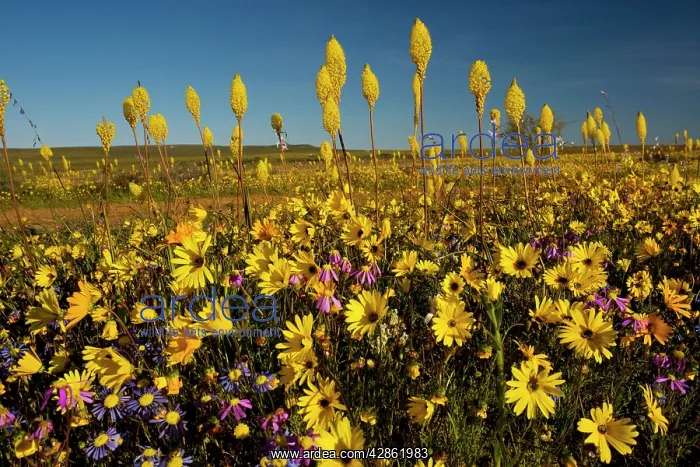 : Mass of spring flowers, especially Bulbinella latifolia : Mass of spring flowers, especially Bulbinella latifolia