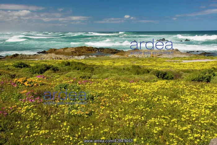 : Mass of spring flowers at Postberg, West Coast National Park : Mass of spring flowers at Postberg, West Coast National Park