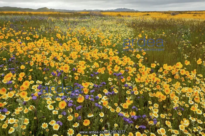 : Mass of a tickseed - Tidy-tips, Fremont's Phacelia : Mass of a tickseed - Tidy-tips, Fremont's Phacelia
