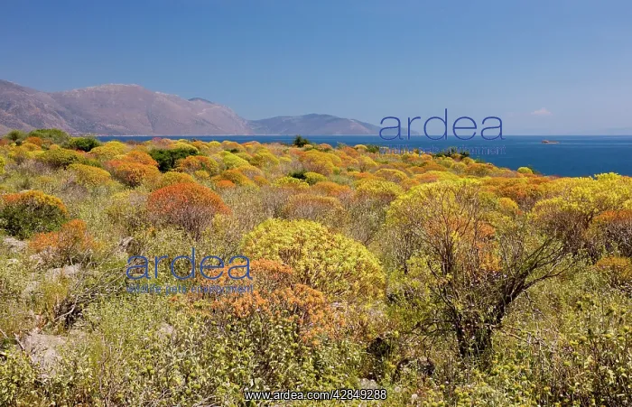 : Mass of Tree Spurge - beginning to colour up : Mass of Tree Spurge - beginning to colour up