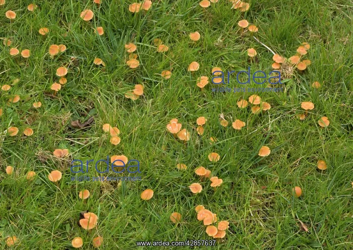 : Mass of waxcaps in old unfertilised grassland; : Mass of waxcaps in old unfertilised grassland;