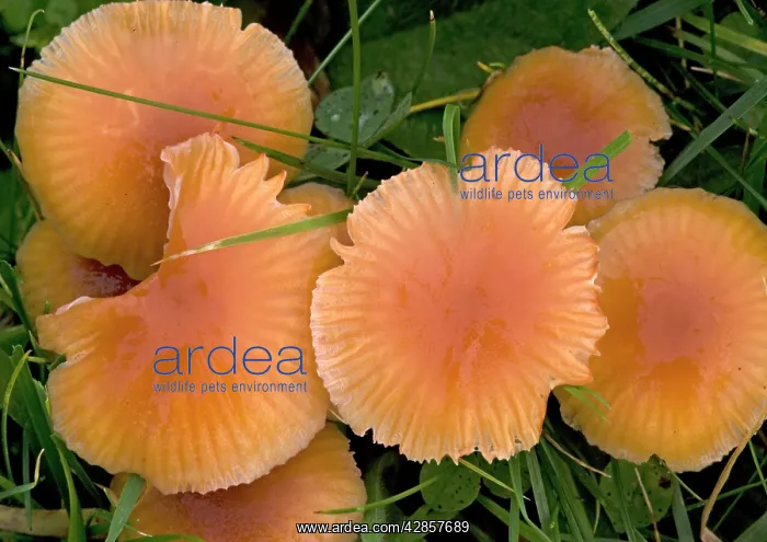 : Mass of waxcaps in old unfertilised grassland;
