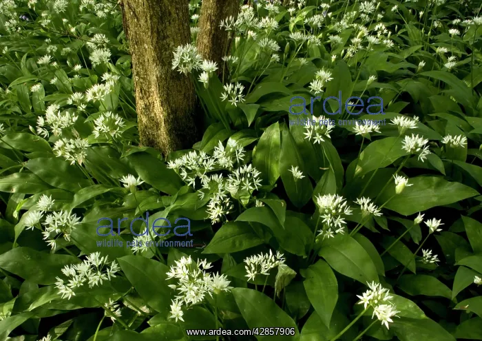: Mass of wild garlic / ramsons - flowering in ancient : Mass of wild garlic / ramsons - flowering in ancient