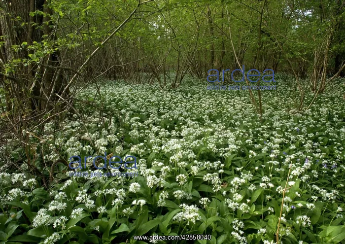 : Mass of wild garlic / ramsons - flowering in ancient : Mass of wild garlic / ramsons - flowering in ancient