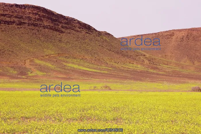 : Mass of yellow Brassicas (crucifer) in the Moroccan : Mass of yellow Brassicas (crucifer) in the Moroccan