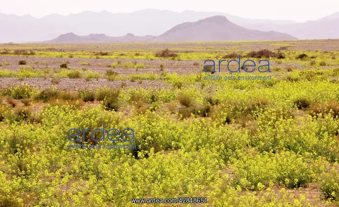 : Mass of yellow Brassicas (crucifer) in the Moroccan : Mass of yellow Brassicas (crucifer) in the Moroccan