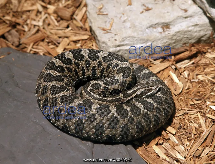 : Massasauga Rattlesnake : Massasauga Rattlesnake