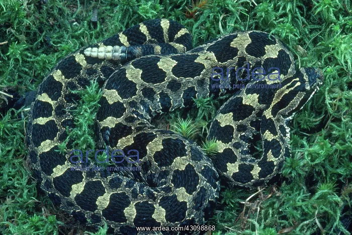 : Massasauga Rattlesnake : Massasauga Rattlesnake