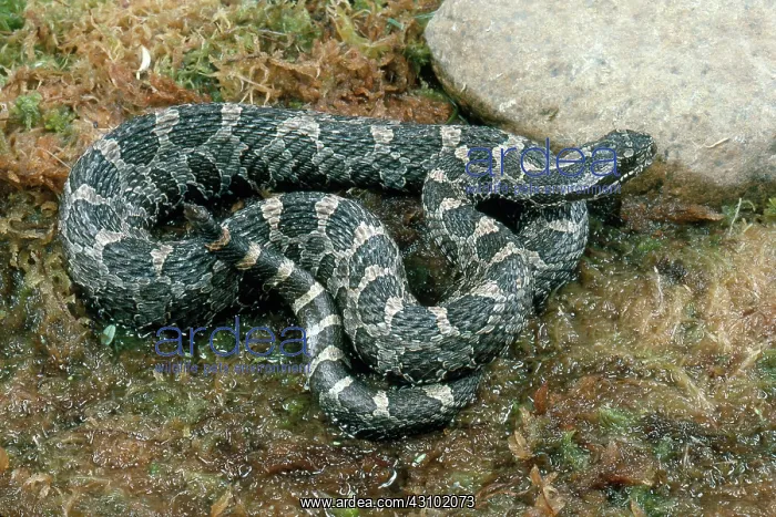 : Massasauga Rattlesnake : Massasauga Rattlesnake