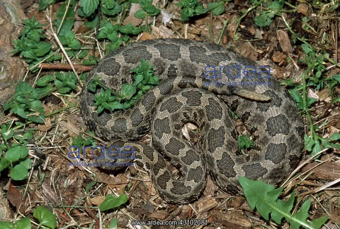 : Massasauga Rattlesnake : Massasauga Rattlesnake
