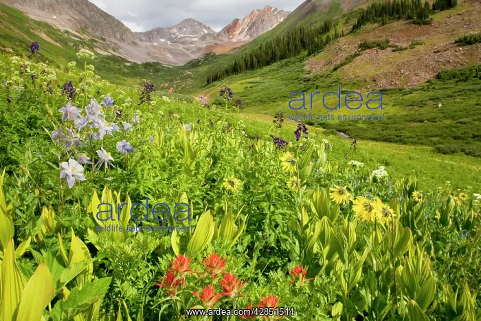  : Masses of alpine flowers including Blue Columbine