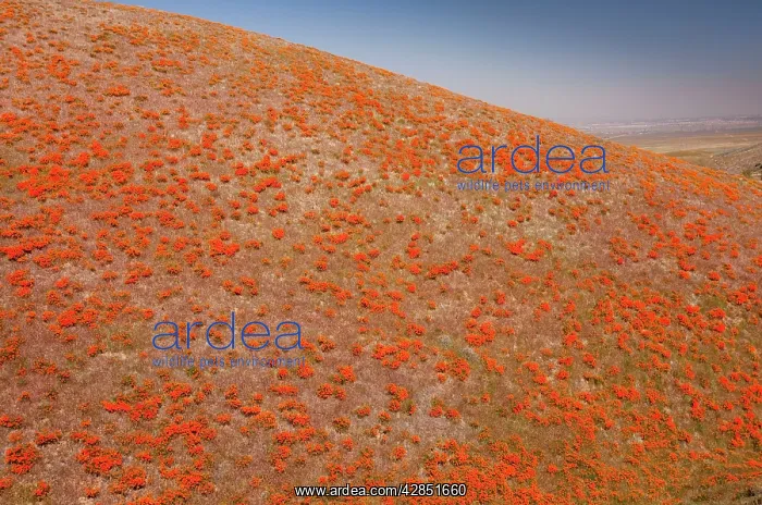 : Masses of Californian Poppies in the Antelope Valley : Masses of Californian Poppies in the Antelope Valley