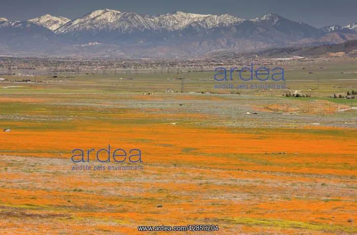 : Masses of Californian Poppies in the Antelope Valley : Masses of Californian Poppies in the Antelope Valley