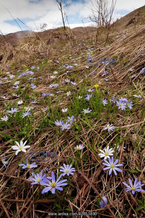  : Masses of Caucasian Anemone