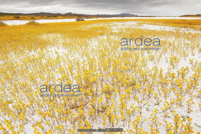 : Masses of Coulter's goldfields : Masses of Coulter's goldfields