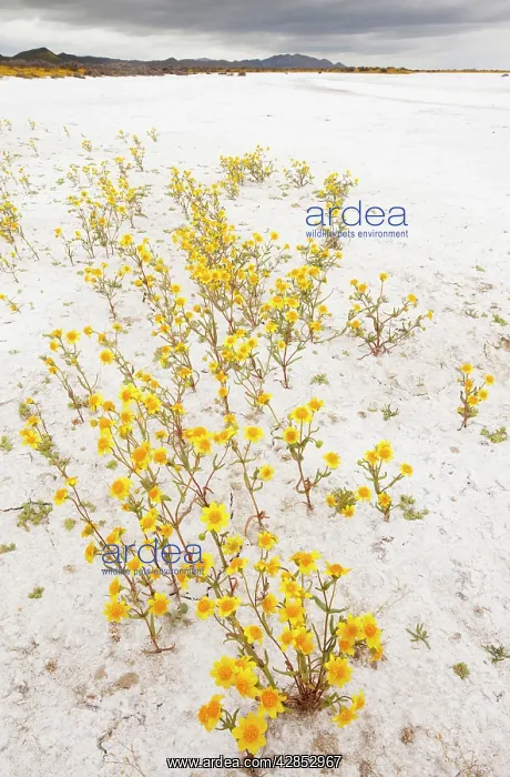 : Masses of Coulter's goldfields - Soda Lake / Alkali : Masses of Coulter's goldfields - Soda Lake / Alkali