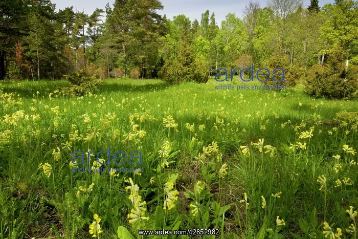  : Masses of cowslips in flowery woodland clearing