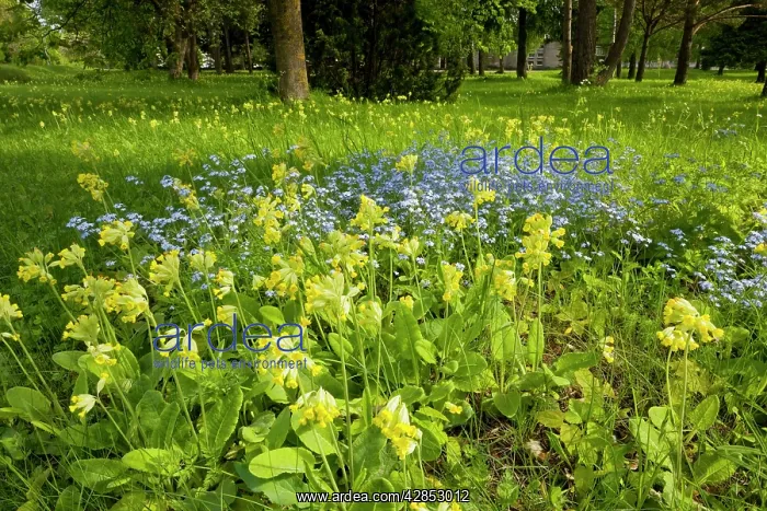 : Masses of cowslips with Wood forget-me-not in flowery : Masses of cowslips with Wood forget-me-not in flowery