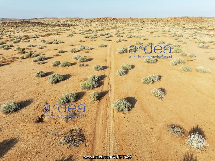 : Masses of Euphorbia gregaria and desert track : Masses of Euphorbia gregaria and desert track