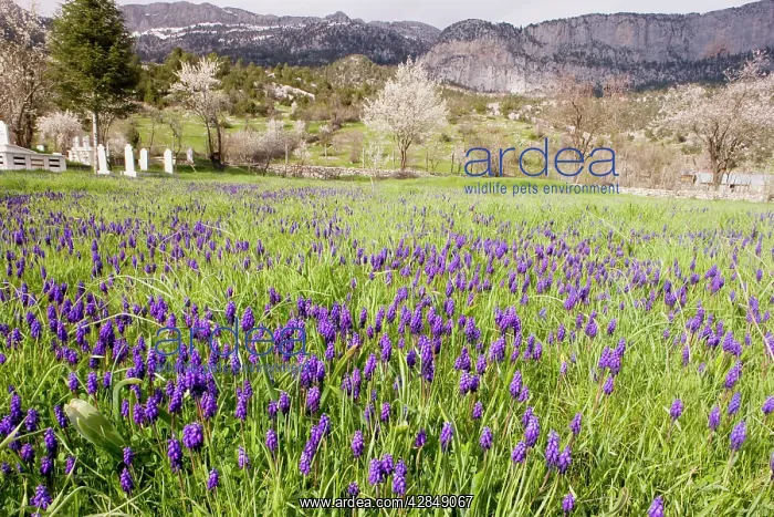  : Masses of a grape hyacinth
