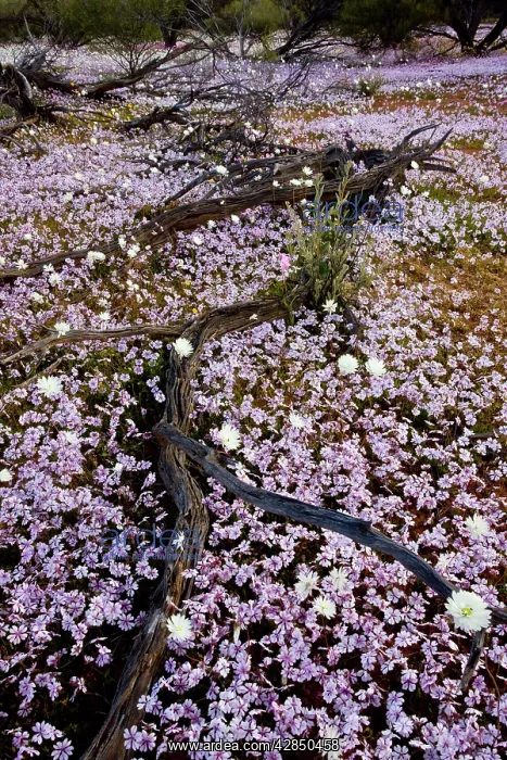 : Masses of Pink Velleia - and other spring everlasting : Masses of Pink Velleia - and other spring everlasting
