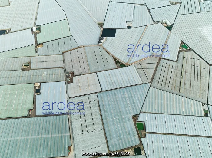 : Masses of shimmering plastic greenhouses near El : Masses of shimmering plastic greenhouses near El