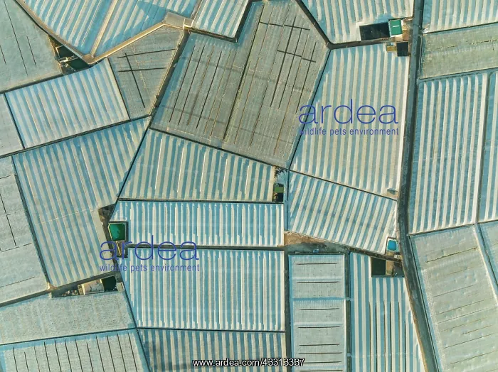 : Masses of shimmering plastic greenhouses near El : Masses of shimmering plastic greenhouses near El