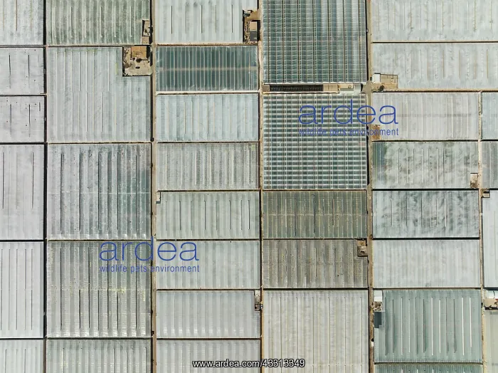: Masses of shimmering plastic greenhouses near El : Masses of shimmering plastic greenhouses near El