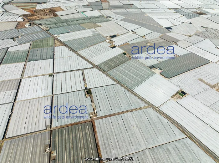 : Masses of shimmering plastic greenhouses near El : Masses of shimmering plastic greenhouses near El