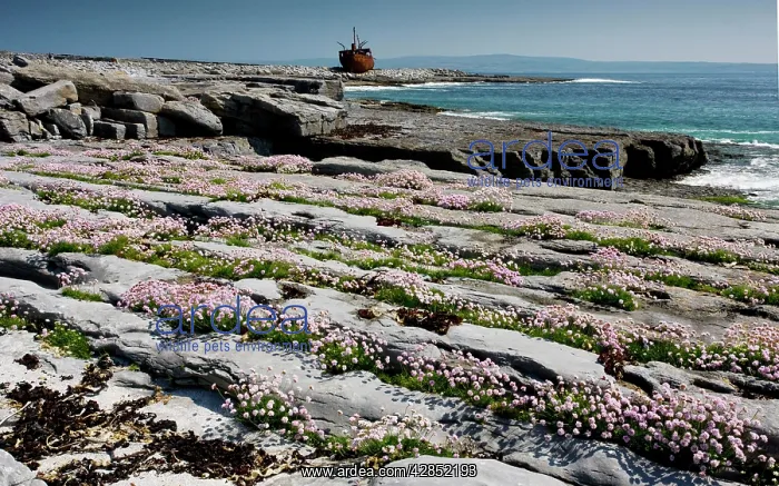 : Masses of thrift growing in lines on limestone : Masses of thrift growing in lines on limestone
