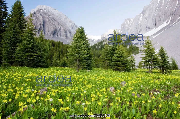 : Masses of Yellow Glacier-Lily or Snow-Lily, at : Masses of Yellow Glacier-Lily or Snow-Lily, at